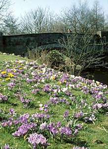 Bridge in Park and flowers on bank - picture