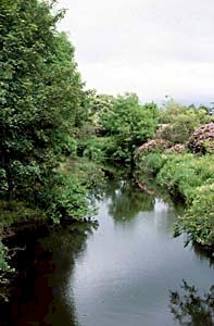 River in park - picture