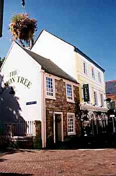 THE LEMON TREE